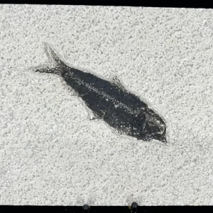 Fish Fossil - Knightia Eoceana