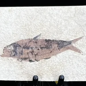 Fish Fossil - Knightia Eoceana