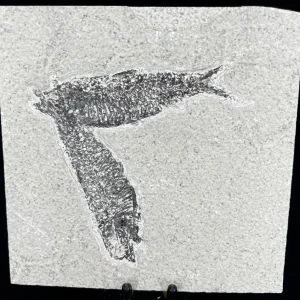 Fish Fossil - Knightia Eoceana