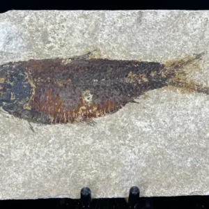 Fish Fossil - Knightia Eoceana