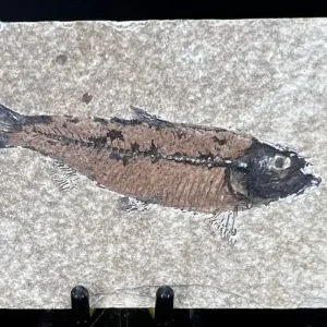 Fish Fossil - Knightia Eoceana