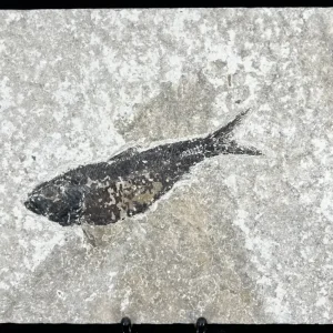Fish Fossil - Knightia Eoceana