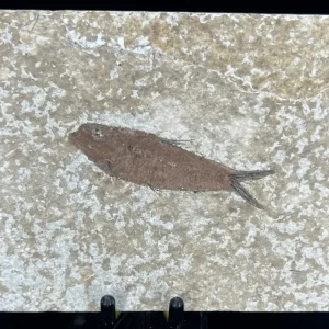 Fish Fossil - Knightia Eoceana