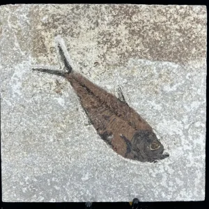 Fish Fossil - Knightia Eoceana