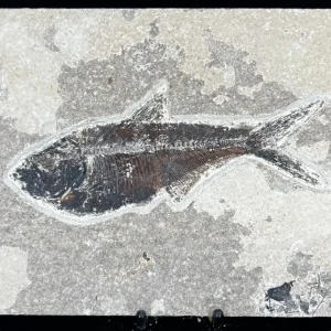 Fish Fossil - Knightia Eoceana
