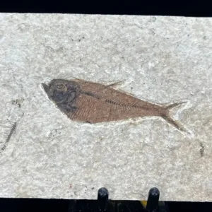 Fish Fossil - Knightia Eoceana