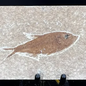 Fish Fossil - Knightia Eoceana