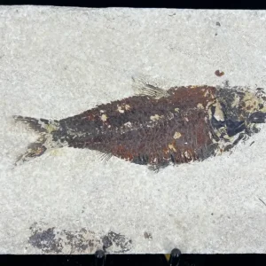 Fish Fossil - Knightia Eoceana