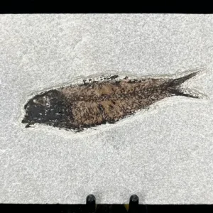Fish Fossil - Knightia Eoceana