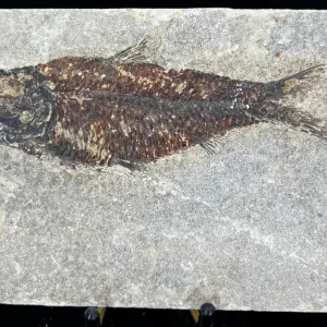 Fish Fossil - Knightia Eoceana