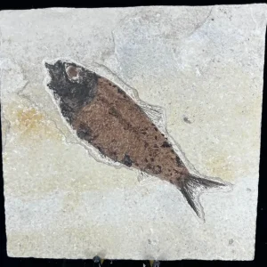 Fish Fossil - Knightia Eoceana