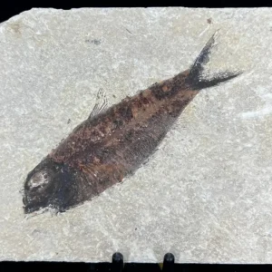 Fish Fossil - Knightia Eoceana