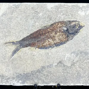 Fish Fossil - Knightia Eoceana