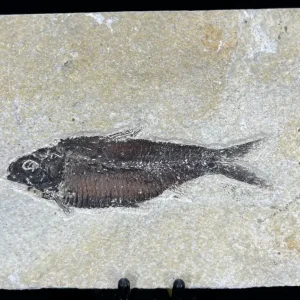 Fish Fossil - Knightia Eoceana
