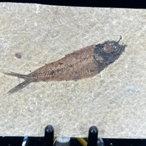 Fish Fossil - Knightia Eoceana