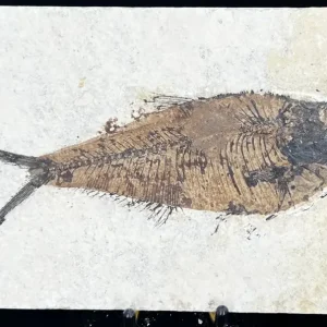 Fish Fossil - Knightia Eoceana