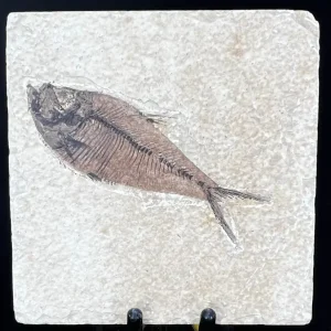 Fish Fossil - Knightia Eoceana