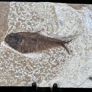 Fish Fossil - Knightia Eoceana
