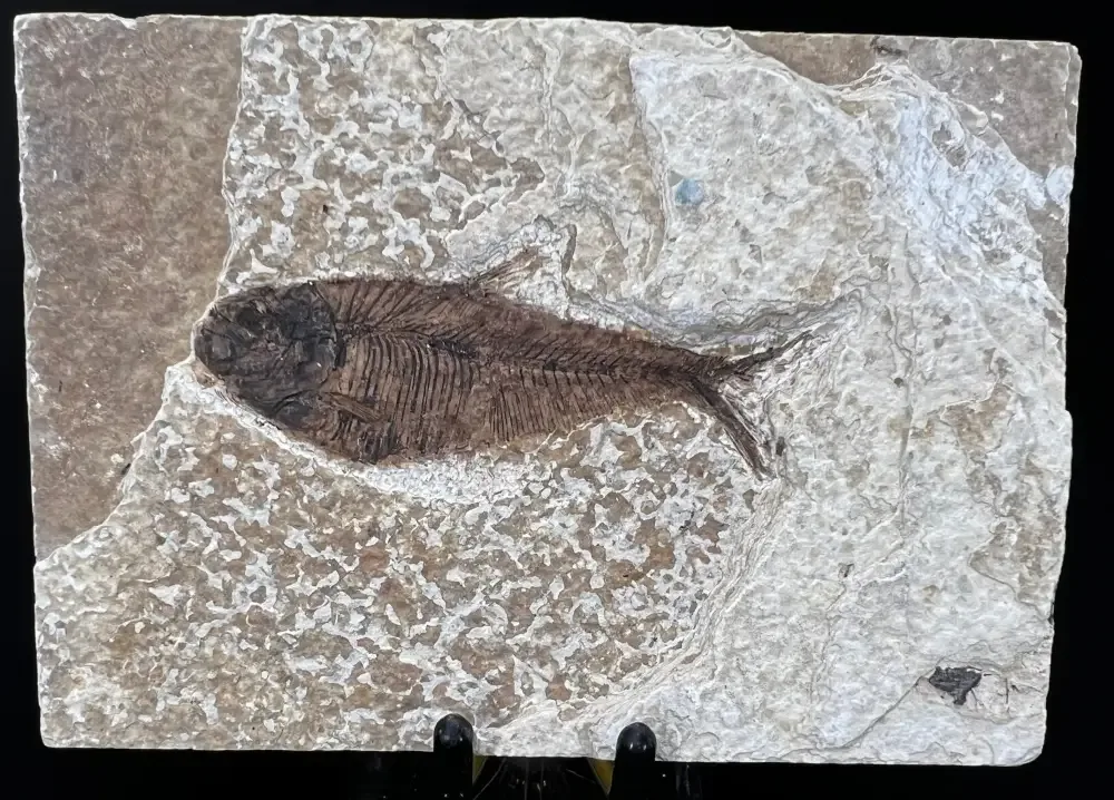 Fish Fossil - Knightia Eoceana