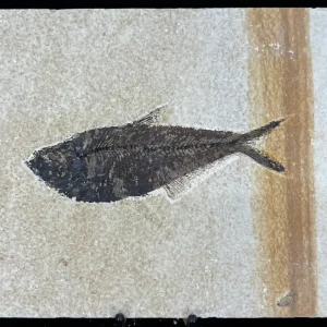 Fish Fossil - Knightia Eoceana