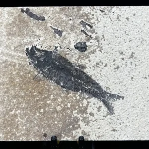 Fish Fossil - Knightia Eoceana