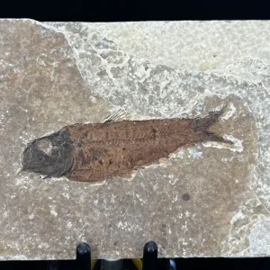 Fish Fossil - Knightia Eoceana