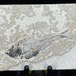 Fish Fossil - Knightia Eoceana