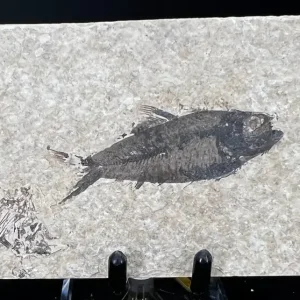 Fish Fossil - Knightia Eoceana