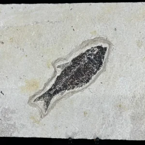 Fish Fossil - Knightia Eoceana