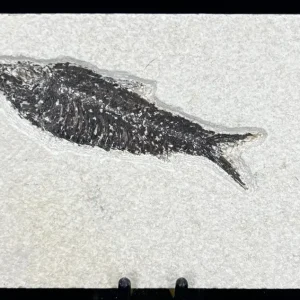 Fish Fossil - Knightia Eoceana