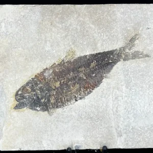 Fish Fossil - Knightia Eoceana