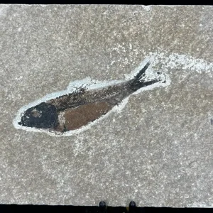 Fish Fossil - Knightia Eoceana