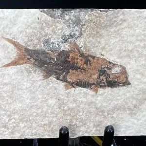 Fish Fossil - Knightia Eoceana