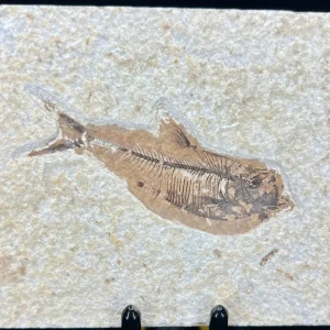 Fish Fossil - Knightia Eoceana