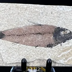 Fish Fossil - Knightia Eoceana