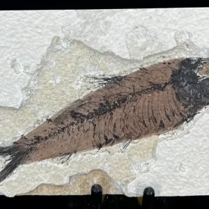 Fish Fossil - Knightia Eoceana