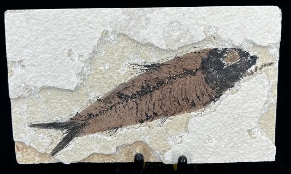 Fish Fossil - Knightia Eoceana