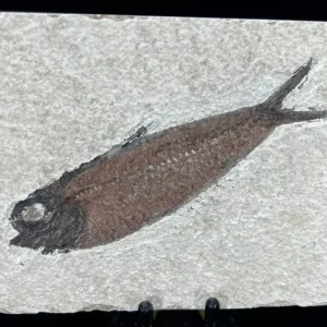 Fish Fossil - Knightia Eoceana