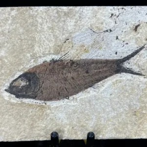 Fish Fossil - Knightia Eoceana