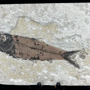 Fish Fossil - Knightia Eoceana