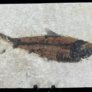 Fish Fossil - Knightia Eoceana
