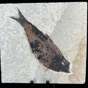 Fish Fossil - Knightia Eoceana