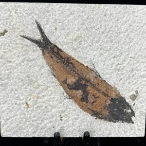 Fish Fossil - Knightia Eoceana