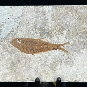 Fish Fossil - Knightia Eoceana