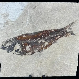 Fish Fossil - Knightia Eoceana