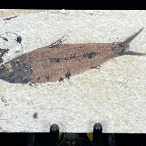 Fish Fossil - Knightia Eoceana