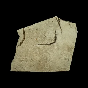 Fish Fossil - Syngnathus sp. (Pipefish)