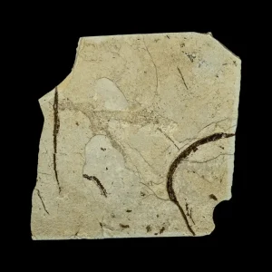 Fish Fossil - Syngnathus sp. (Pipefish)