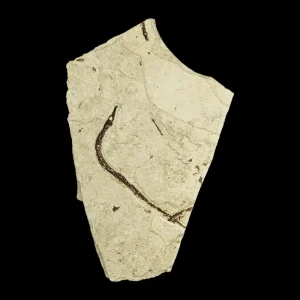 Fish Fossil - Syngnathus sp. (Pipefish)