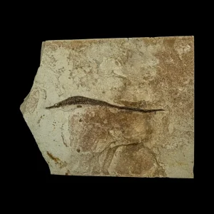 Fish Fossil - Syngnathus sp. (Pipefish)